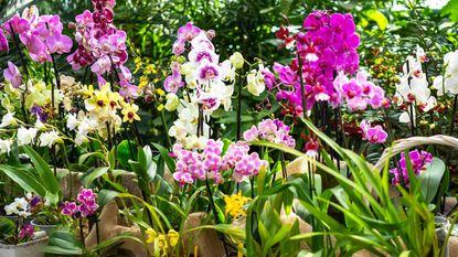 Different types of orchids displayed on table