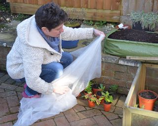Spring garden jobs: Woman using garden fleece to protect tender plants at night