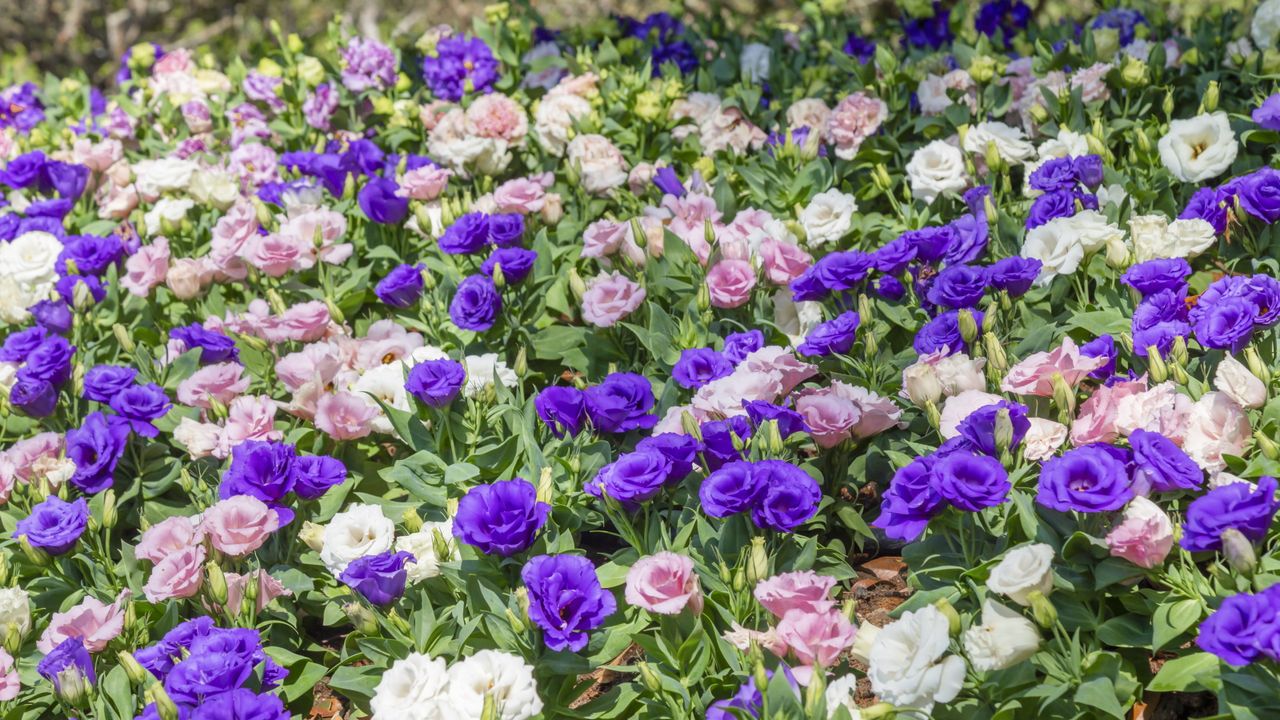 Lisianthus plants in bloom, with purple, pink and white blooms 