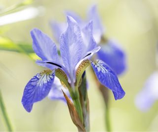 Northern blue flag iris