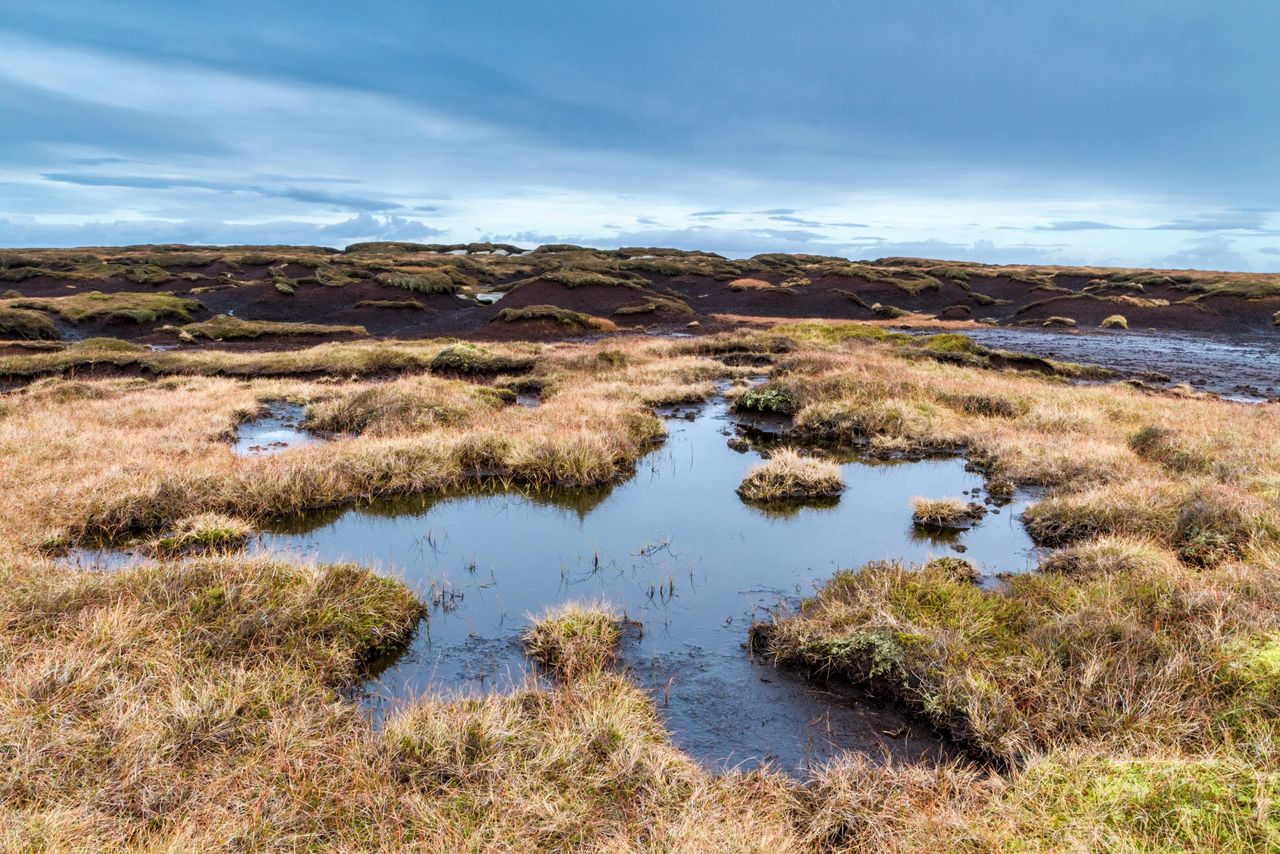 A blanket peat bog on Kinder Scout, Derbyshire.