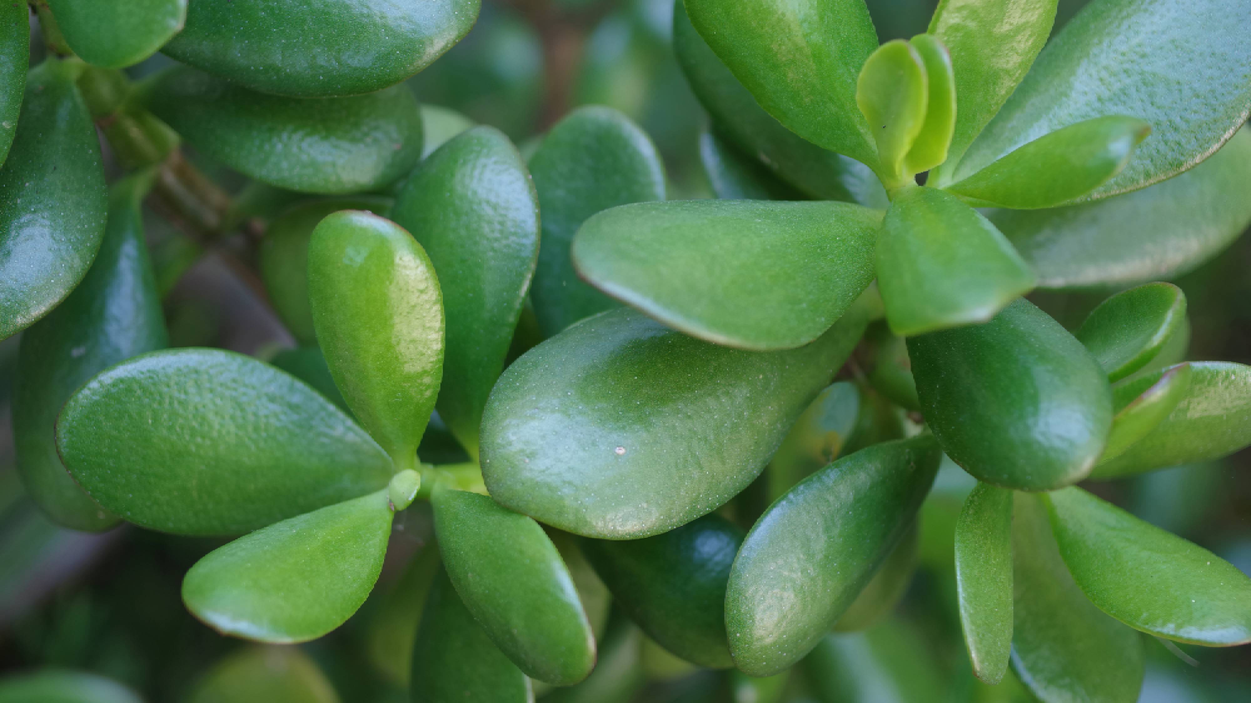 Jade plant leaves