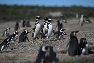 Magellanic penguins on the beach at Punta Tombo National Reserve in Argentina