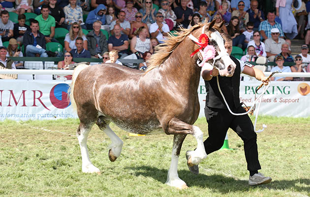 Royal Welsh Show 2018