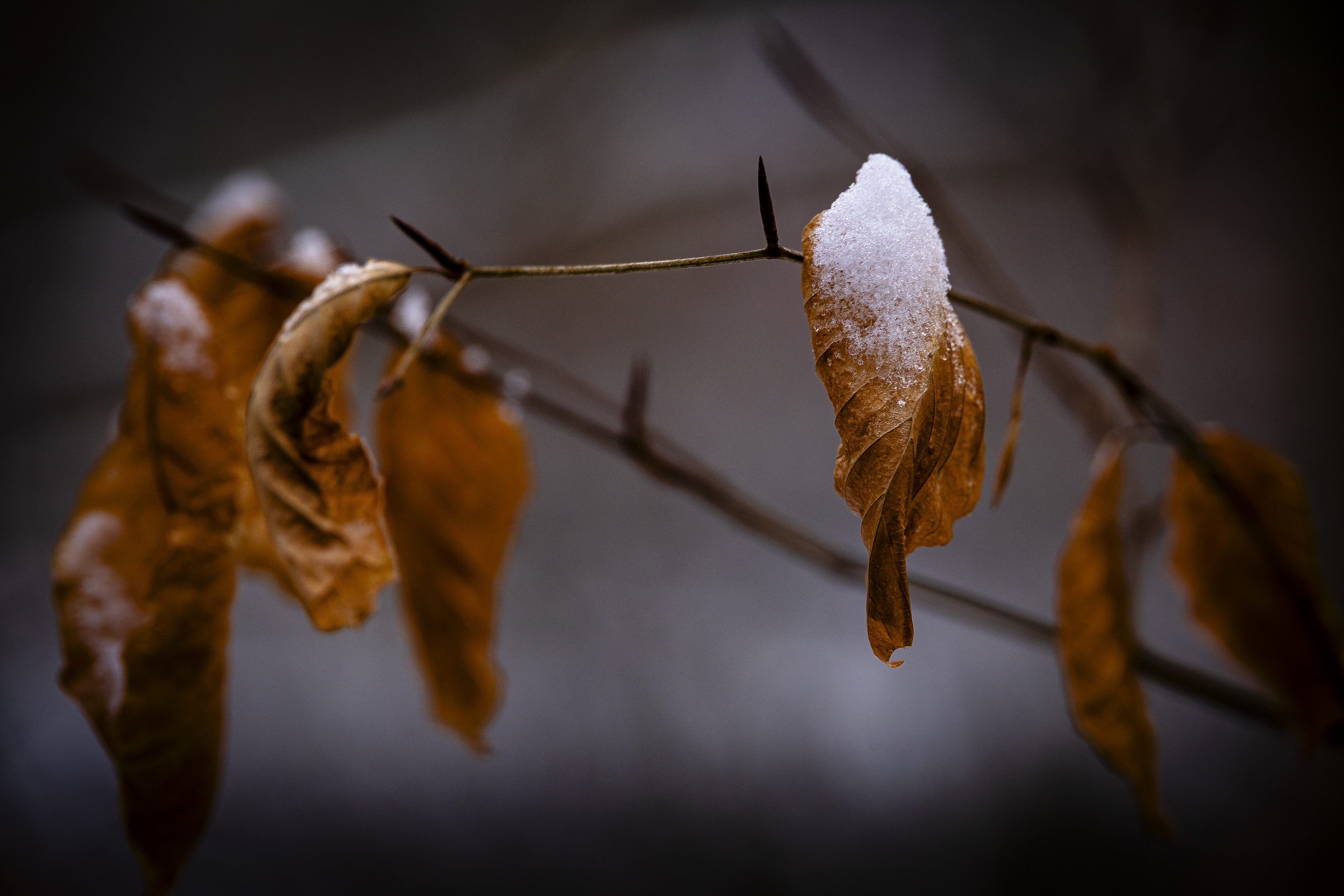 GuruShots - Nature March 2026