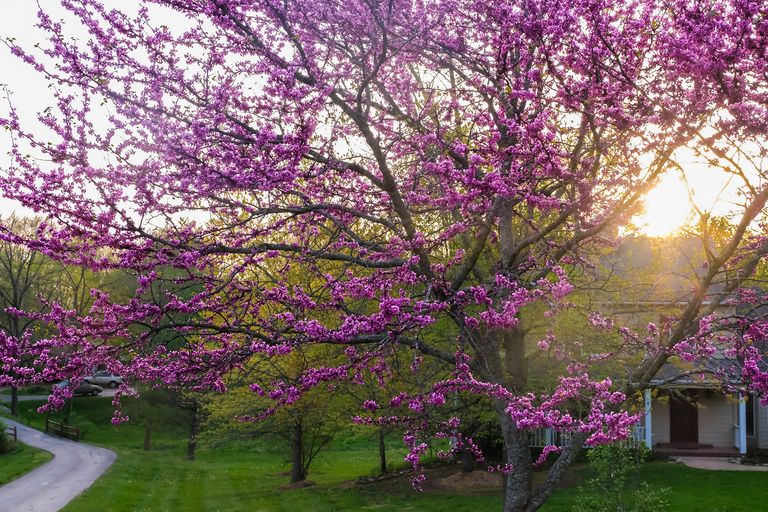 best trees for front yards blooming redbud tree with purple flowers