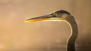 A wildlife photograph by 10-year-old Tyler DeVane of a blue heron