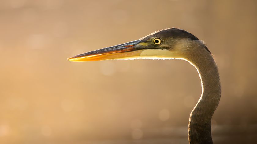 A wildlife photograph by 10-year-old Tyler DeVane of a blue heron