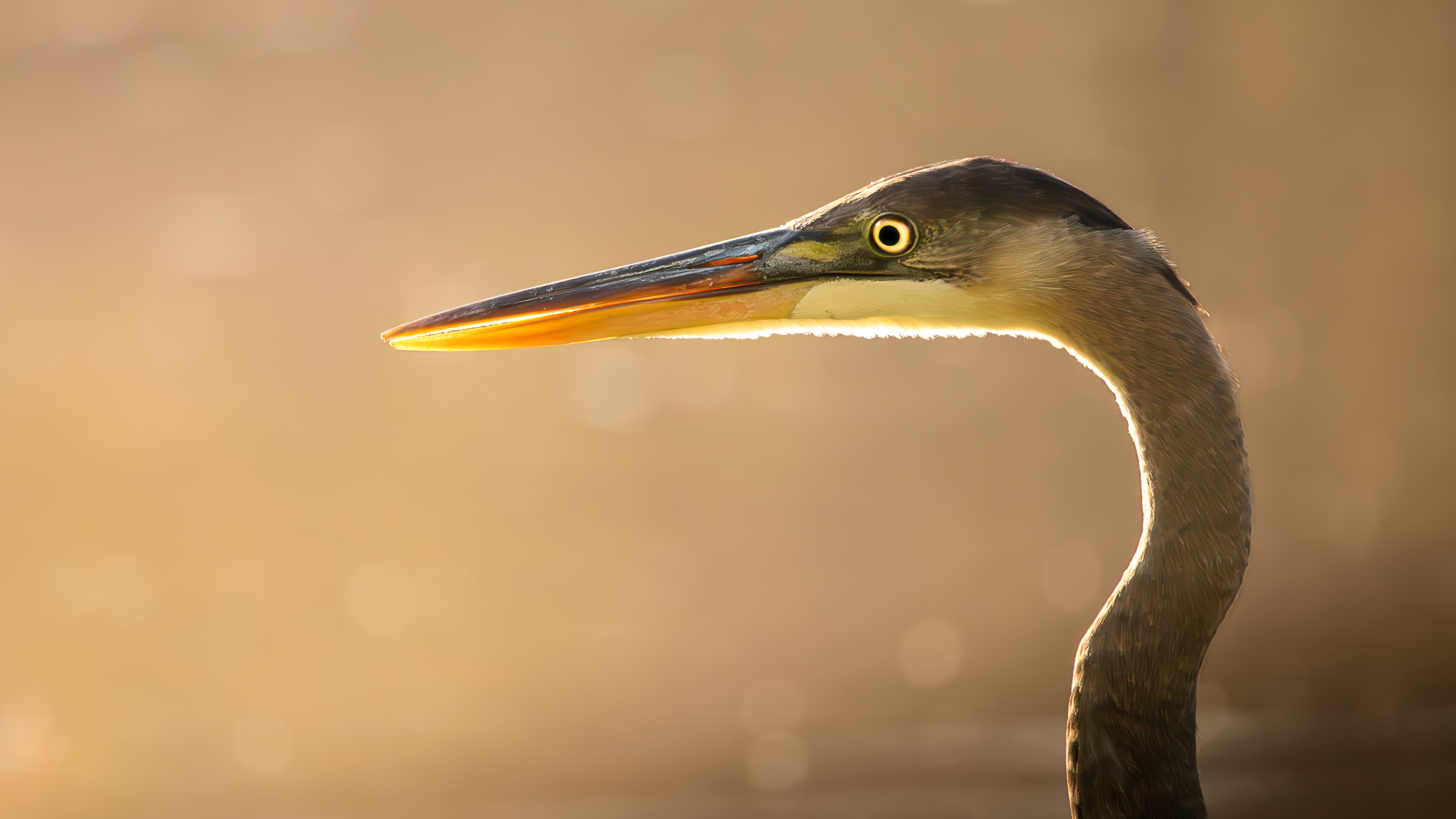 A wildlife photograph by 10-year-old Tyler DeVane of a blue heron
