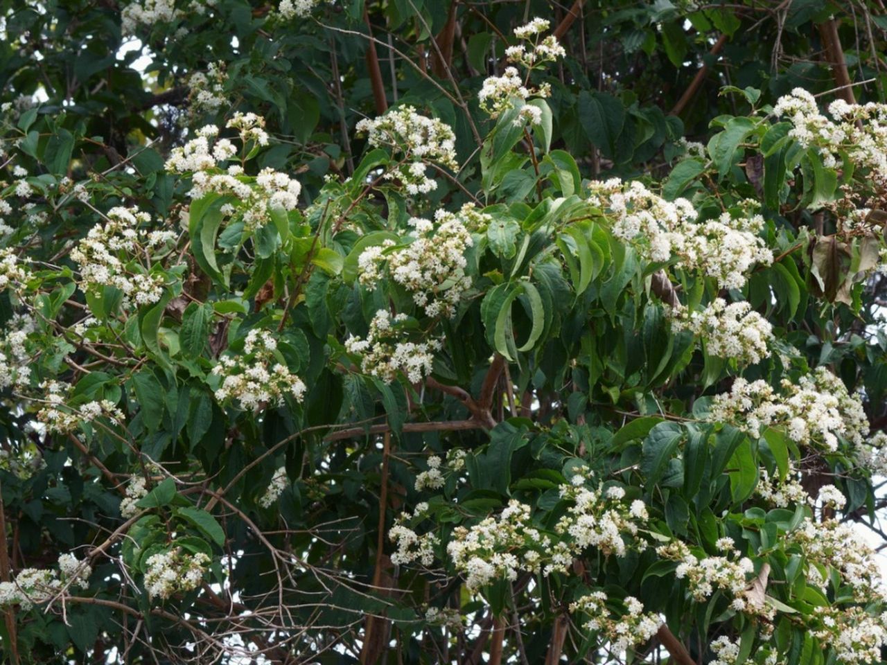 Seven Son Flower Shrub