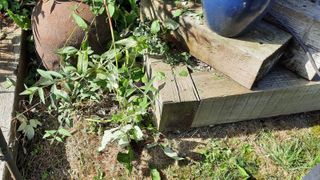 Close of cut brambles in garden