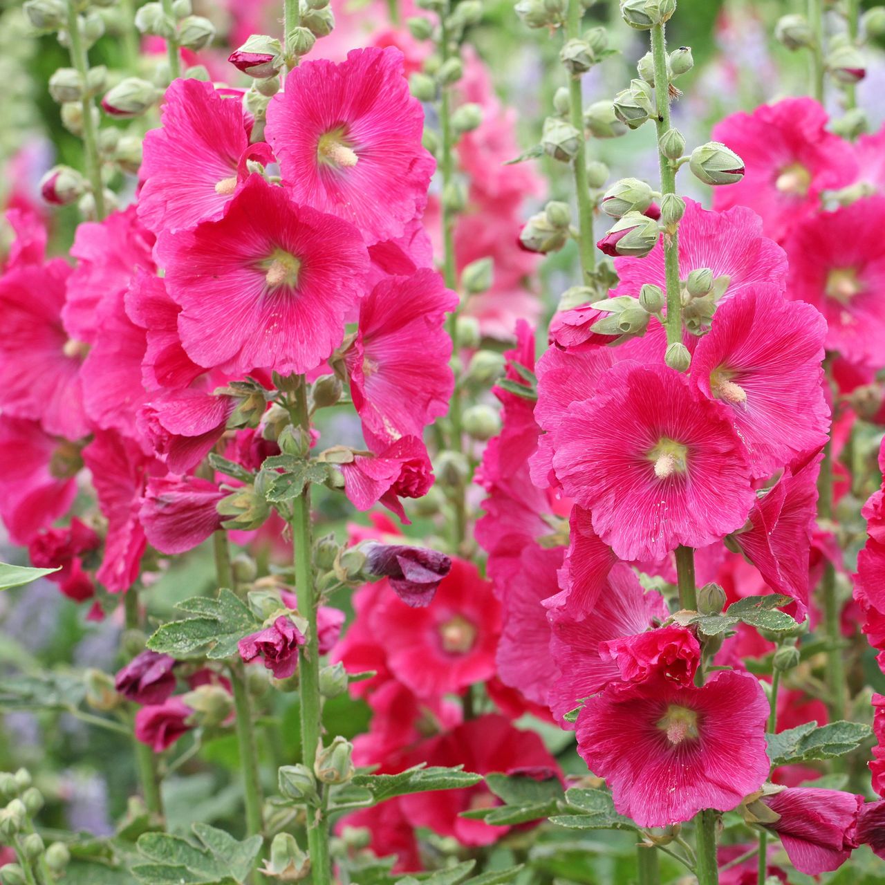mixed pink hollyhocks in garden border