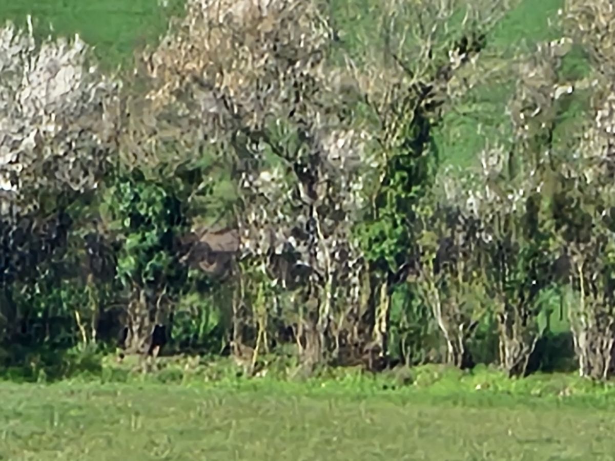 A green nature scene taken with a Samsung Galaxy S23 Ultra camera
