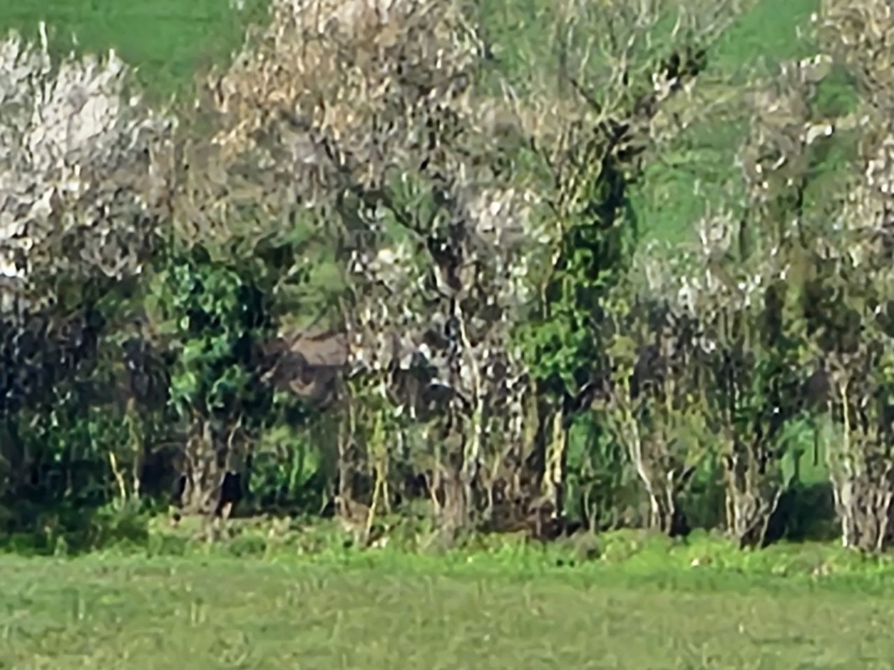 A green nature scene taken with a Samsung Galaxy S23 Ultra camera