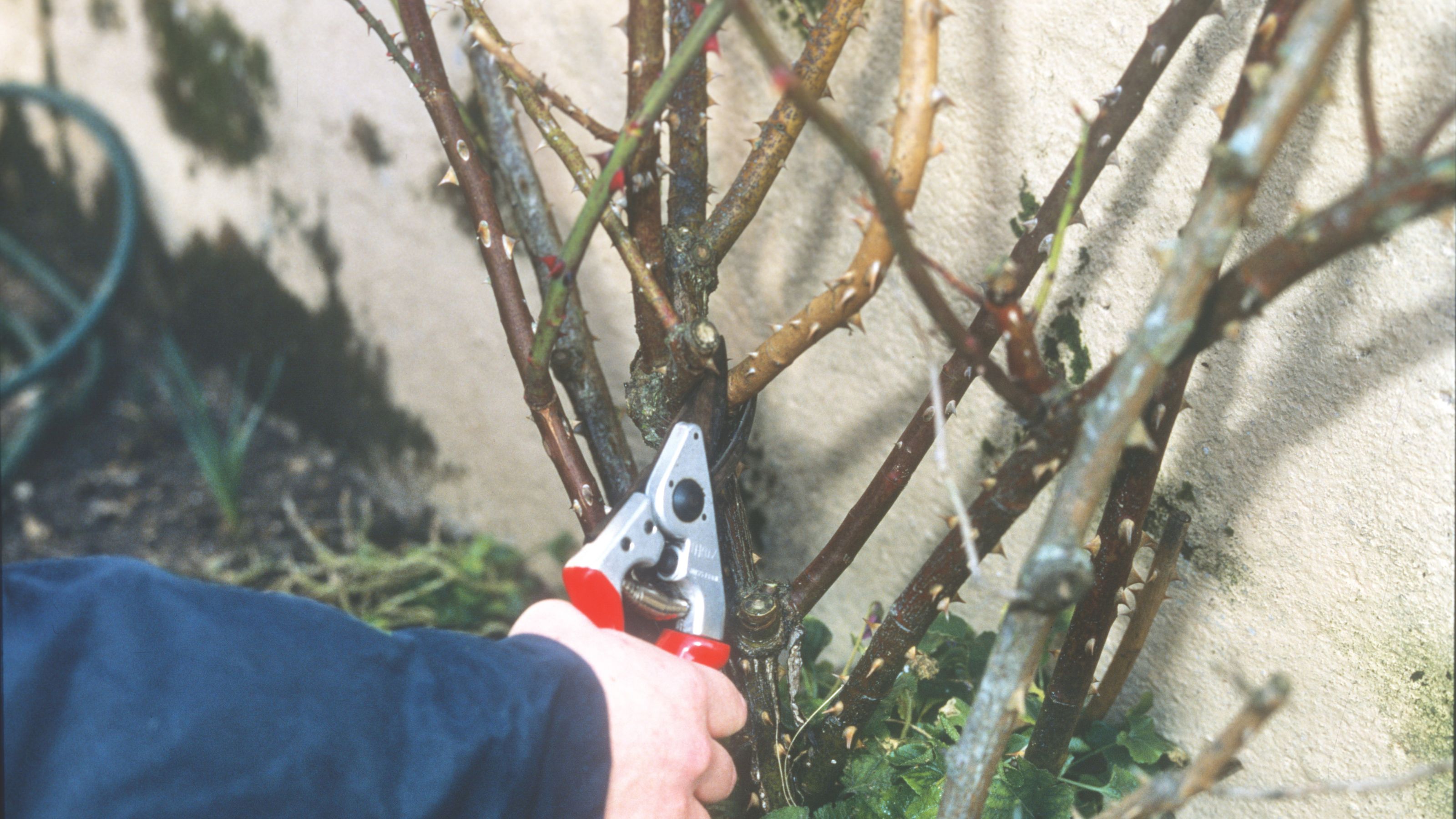 Pruning rose plant using secateurs