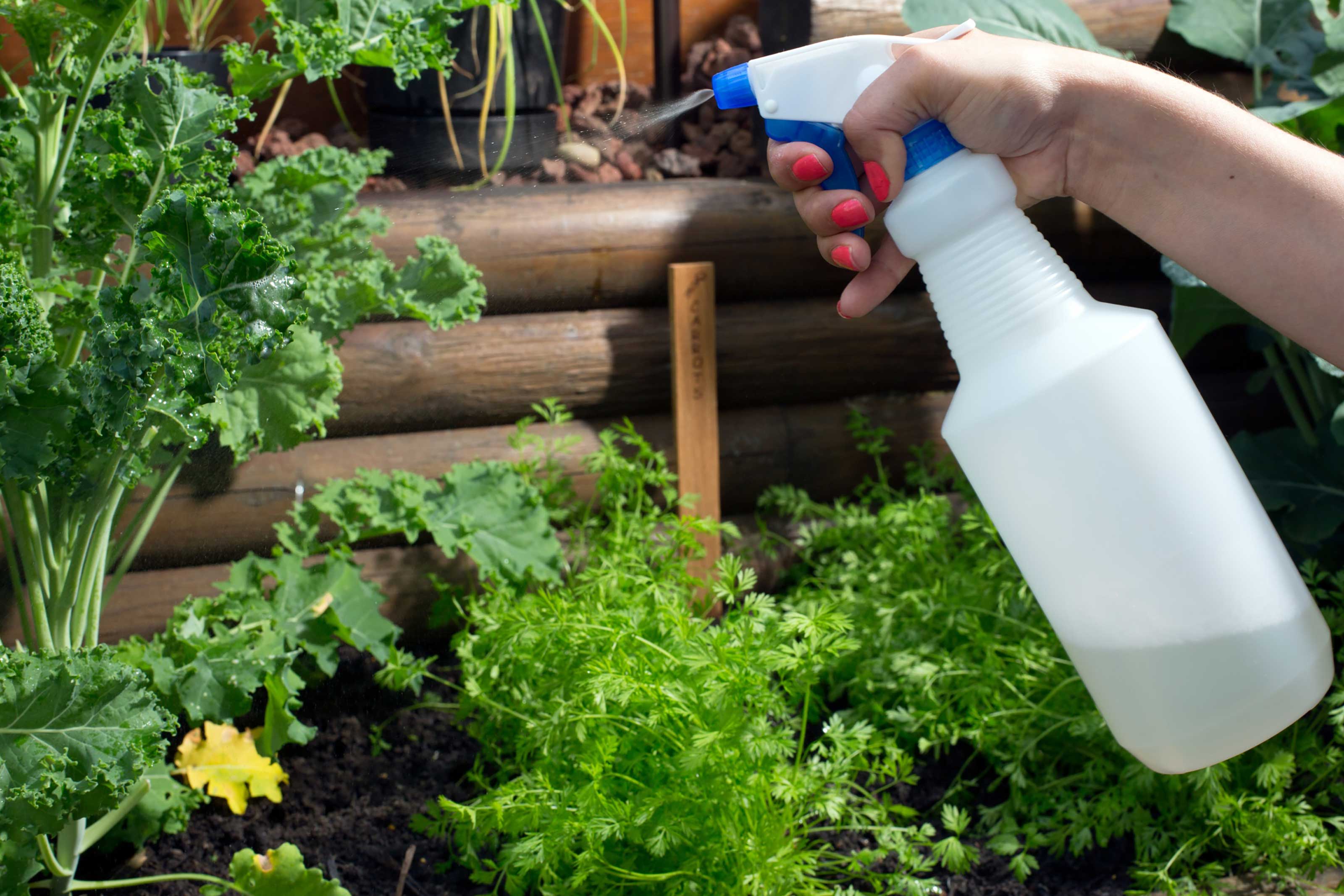 spray bottle on plants