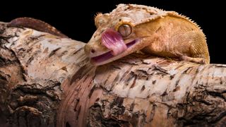 Bearded dragon with its tongue out