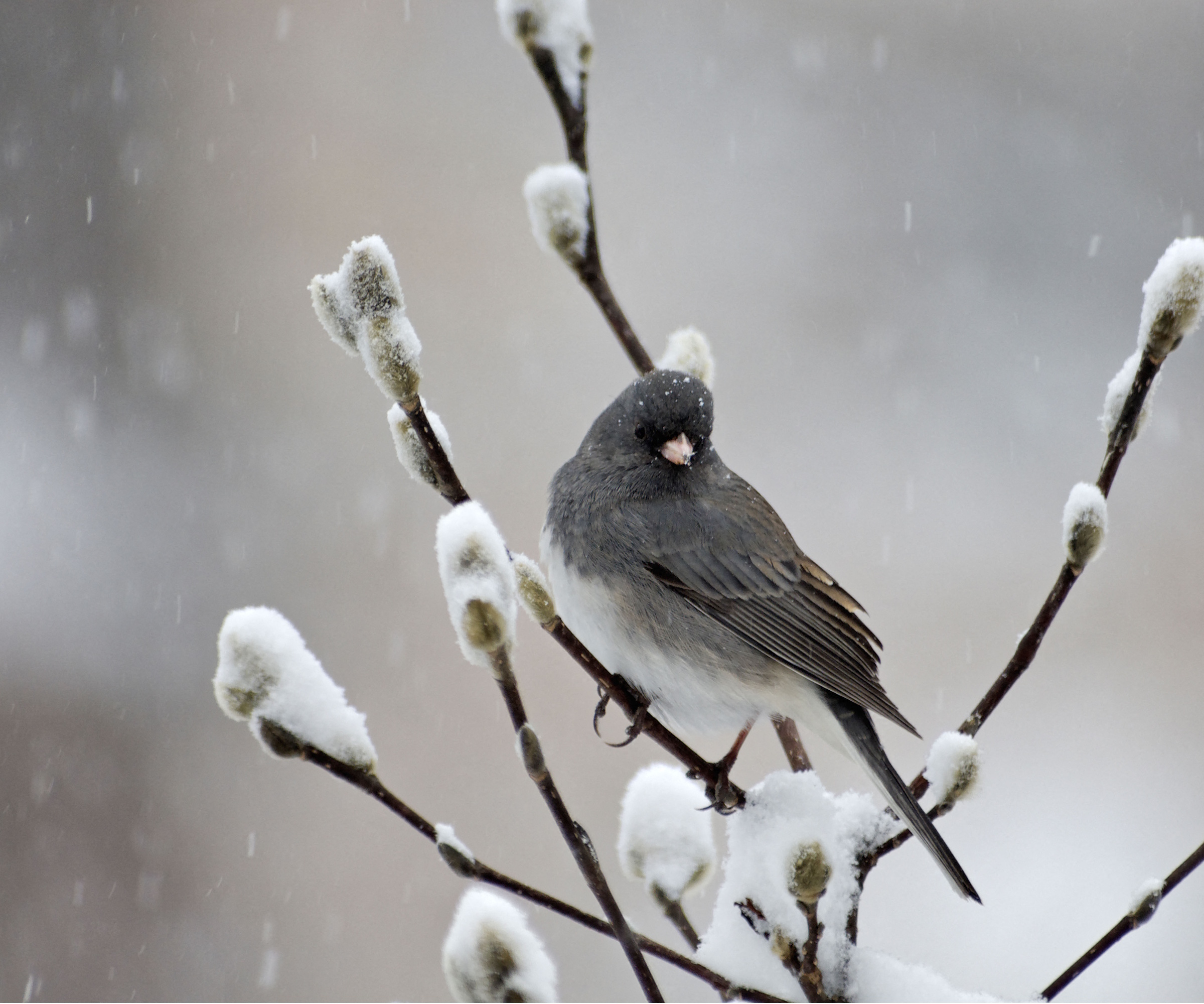 Dark-eyed junco on a snowy branch