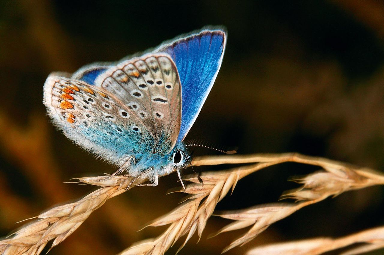 Blue butterfly