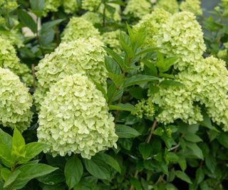 limelight hydrangea growing in front yard