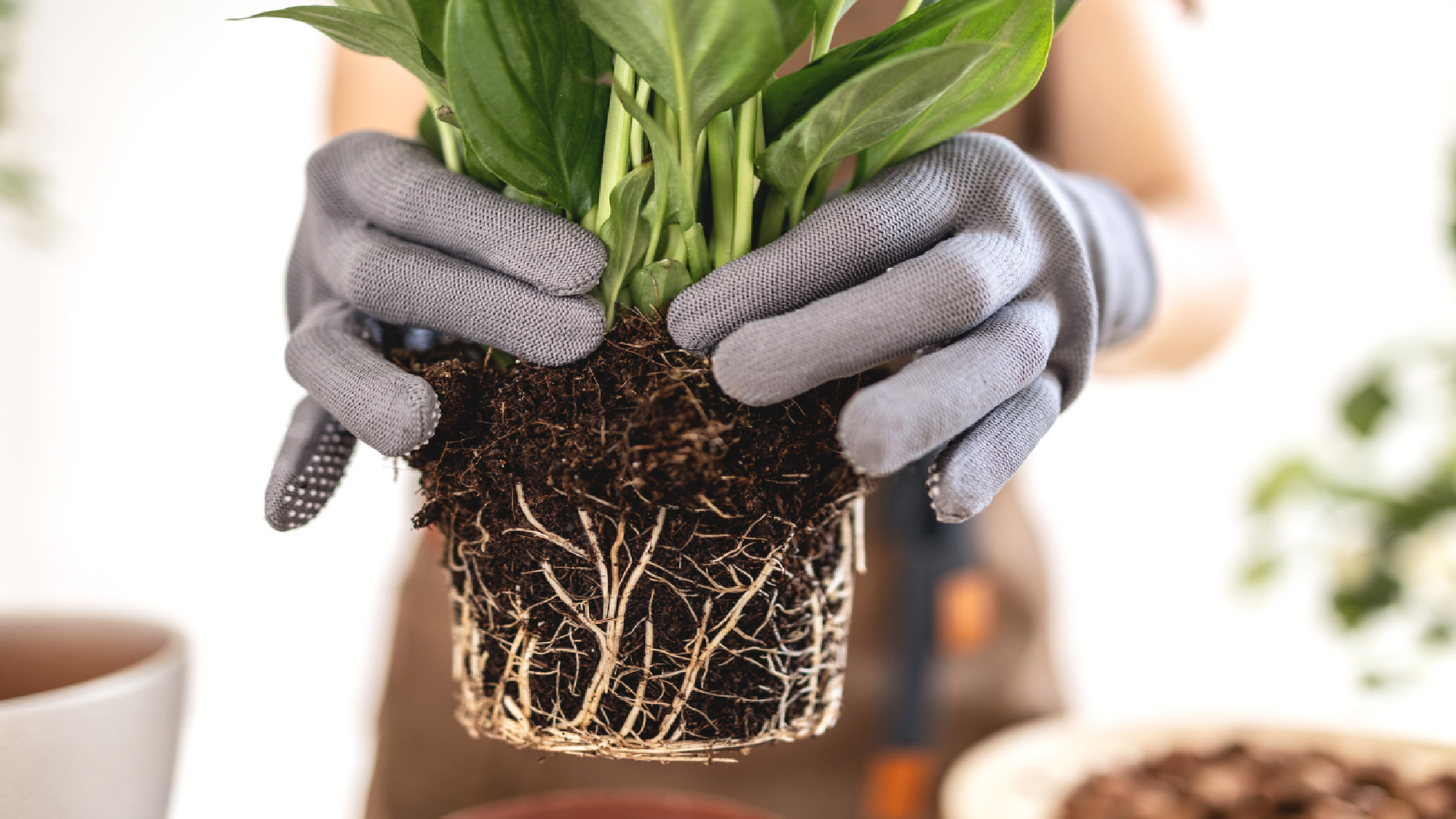 Peace lily removed from pot