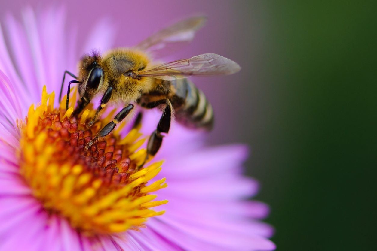 Bee On Purple Flower