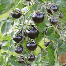 Small black tomatoes growing on the vine
