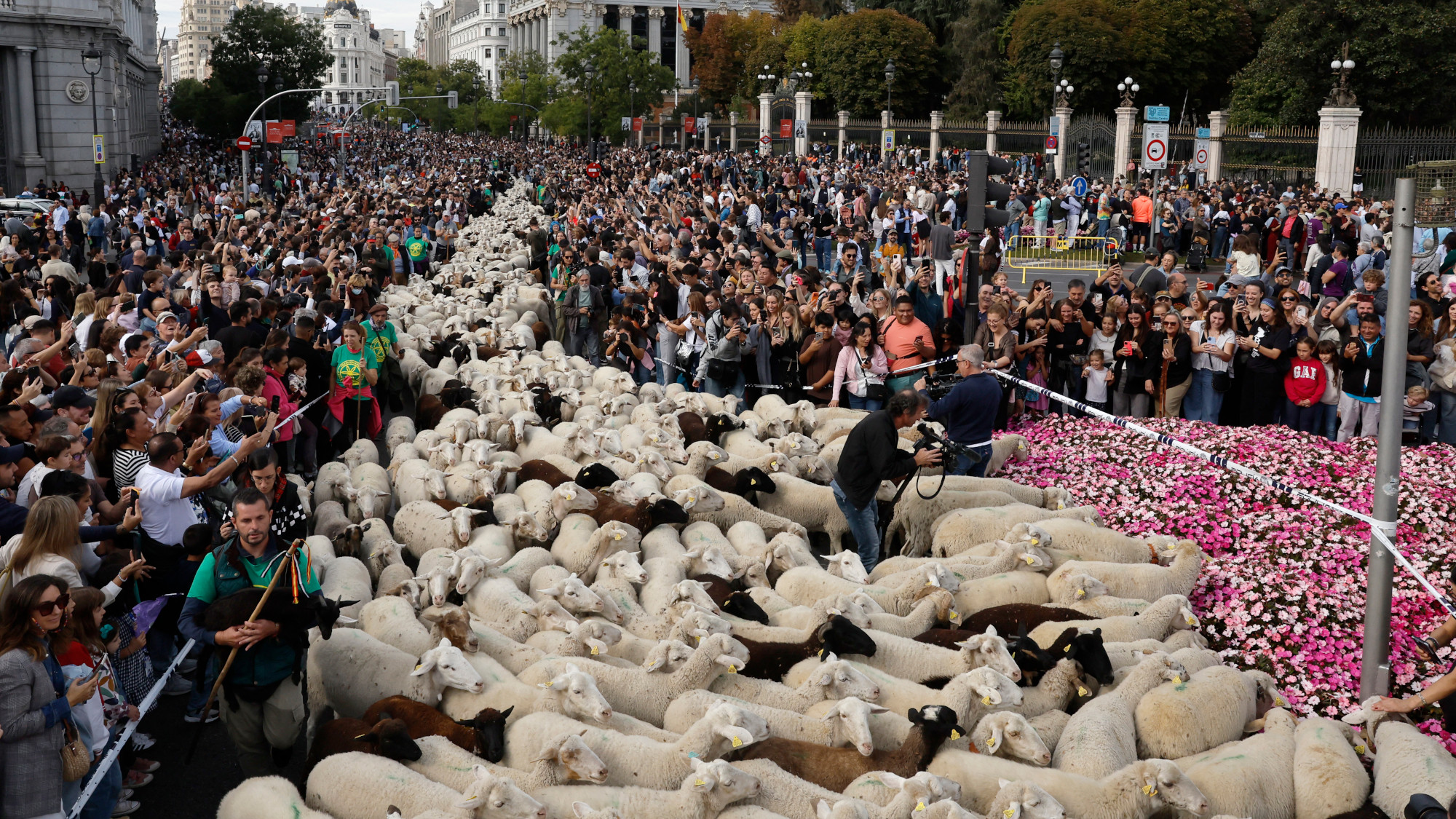 A flock of sheep
