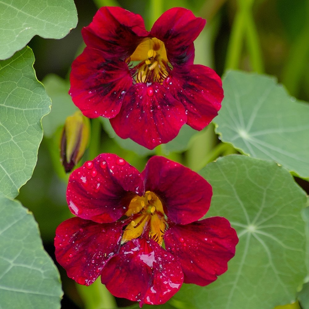 Nasturtium - Tropaeolum Majus 'black Velvet' (tom Thumb Series)