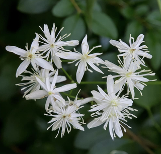 clematis flowering with white flowers
