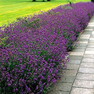 Munstead lavender growing on patio