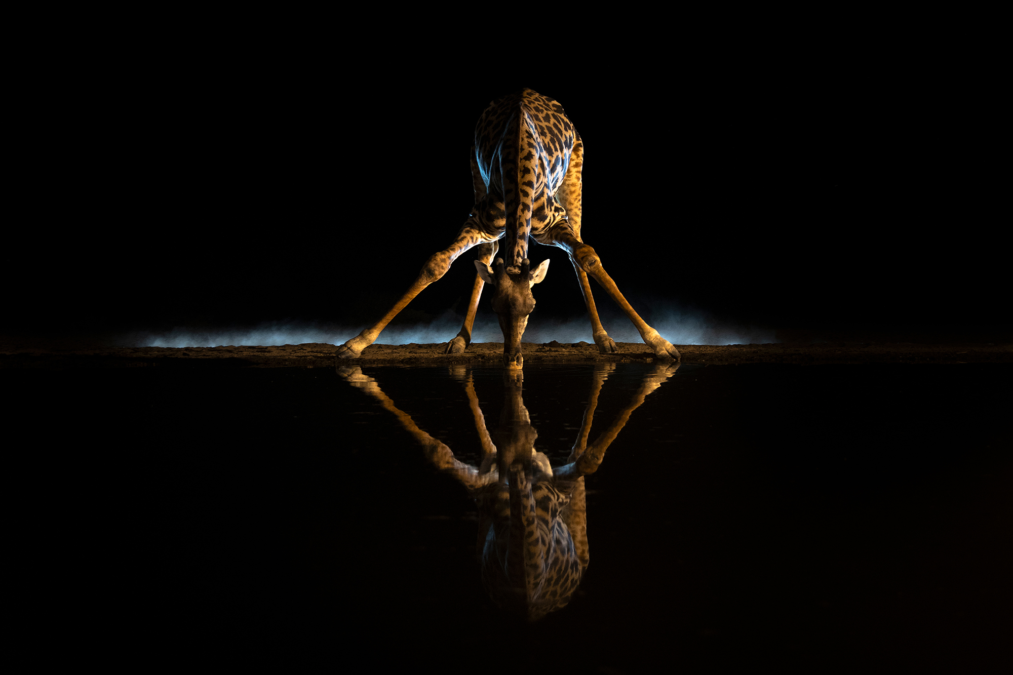 Photograph of a Masai giraffe taken by Ann &amp;amp; Steve Toon of the UK at the Shompole overnight hide in Kenya&amp;rsquo;s Rift Valley.