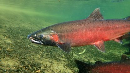 Behind the huge pink Salmon return: Scientist's Perspective