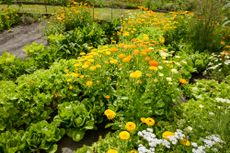 A potager garden growing salad crops and flowers in a Community garden in Wiltshire