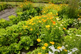 A potager garden growing salad crops and flowers in a Community garden in Wiltshire