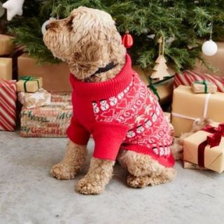 A dog sitting in front of a Christmas tree and presents wearing a red long sleeve fair isle Christmas sweater with snowmen on it, for Christmas sweaters for dogs.