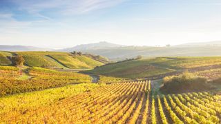 Muscadet vineyard