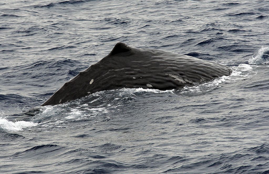 Sperm whale.