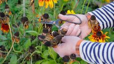 collecting seeds from flowers