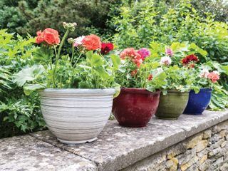 container gardening ideas: geraniums in woodlodge colourful pots