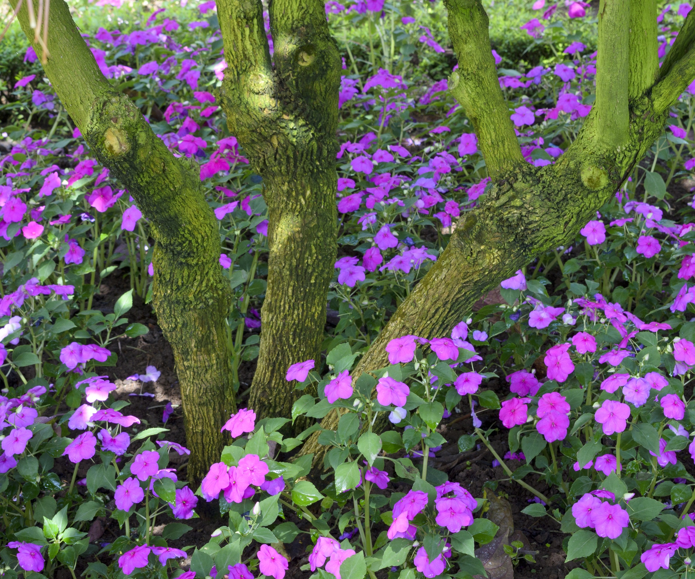 impatiens, Busy Lizzie