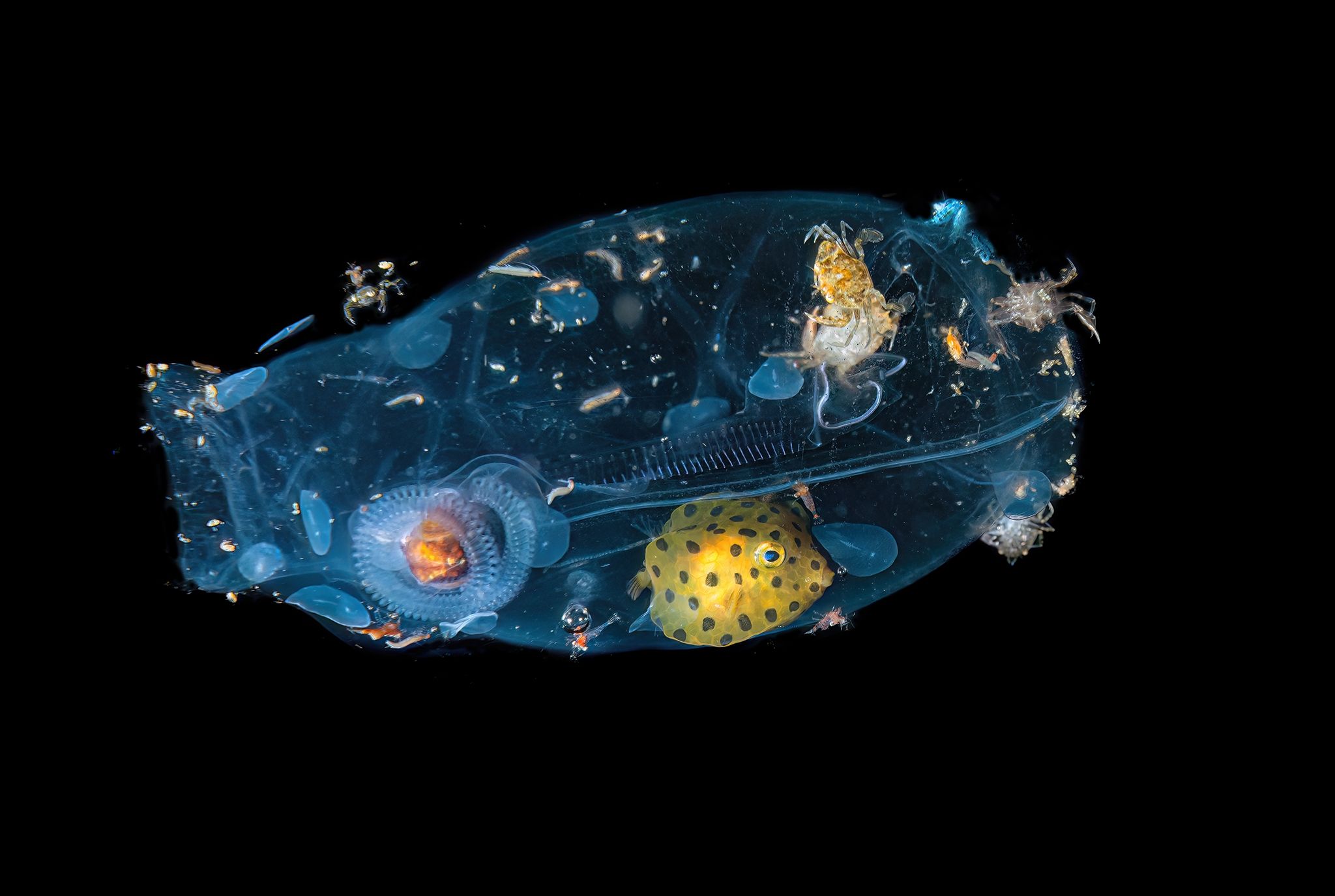 Captured on an Indonesian night dive with a Nikon D800E, this remarkable image reveals a tiny universe of undersea life