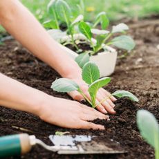 Gardener transplants cabbage seedlings into garden bed