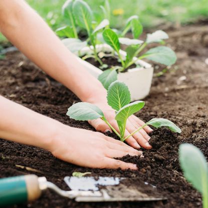 Gardener transplants cabbage seedlings into garden bed