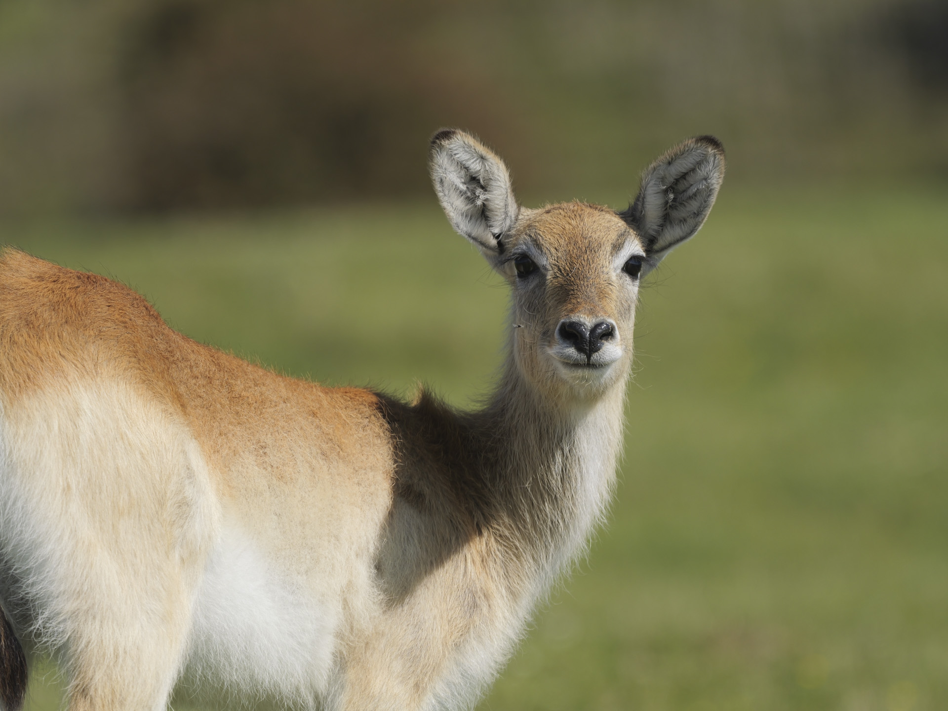 Wildlife in bright sunlight, shot with Lumix G9 II and 200mm F2.8 lens