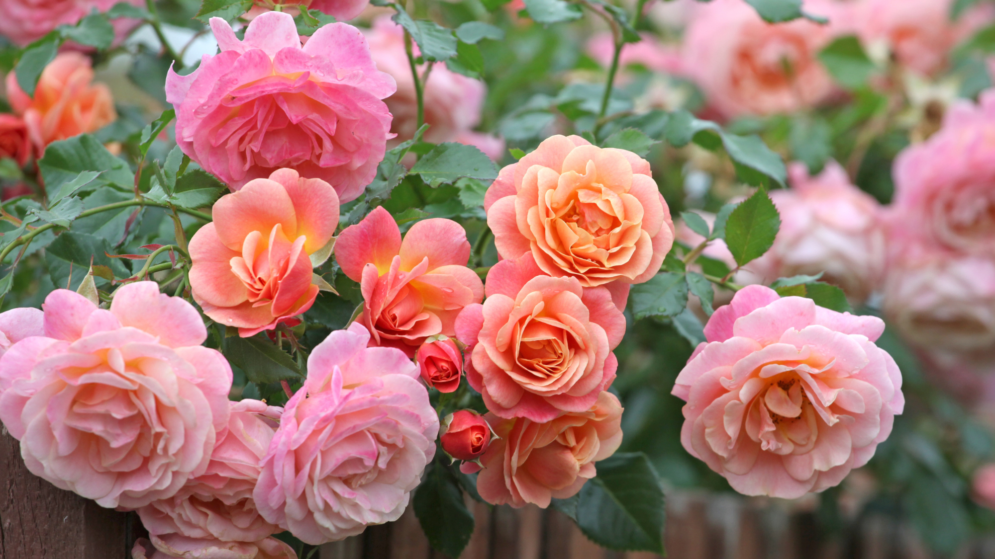 Peach and apricot pink climbing rose, rosa Peach Melba, in flower (all impacted by morning routine of gardener)
