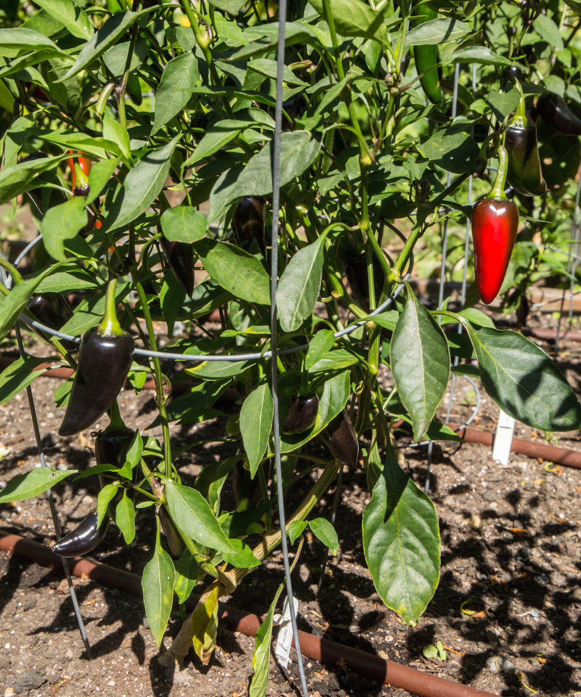 Red and purple serrano peppers growing on a plant in the sun