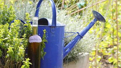 how to make fertilizer: comfrey tea