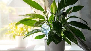 Peace lily plant in a shaded corner