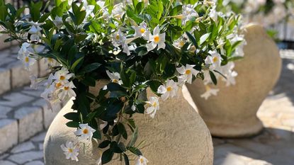 Mandevilla plant with white blooms growing in a stone urn